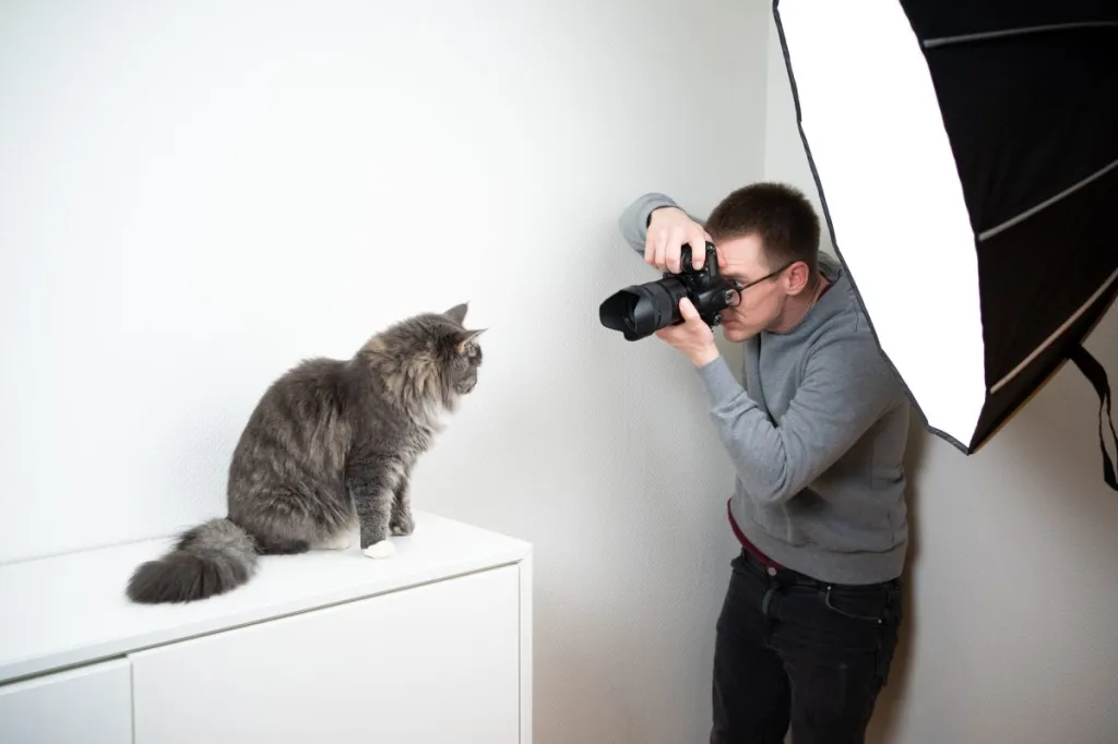 Pet lensman  taking pictures of feline  successful  a studio