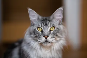 Maine Coon cat looking into camera