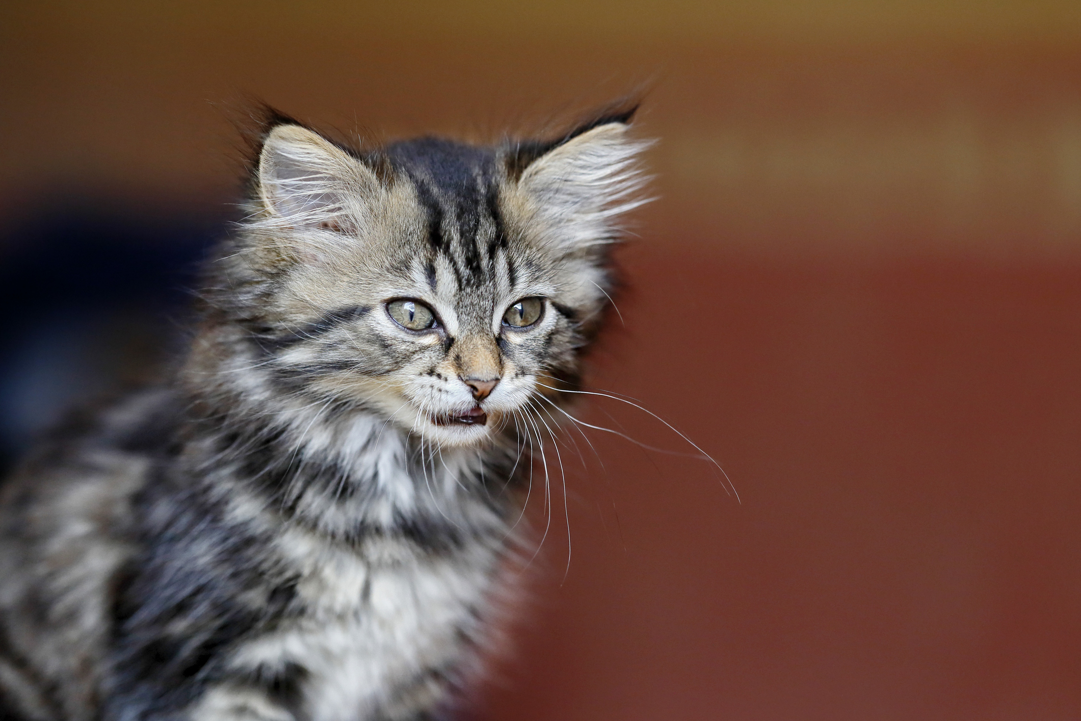 Maine Coon Cat Breed Information & Characteristics