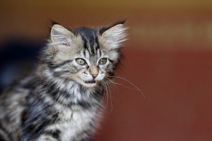 Main Coon cat kitten