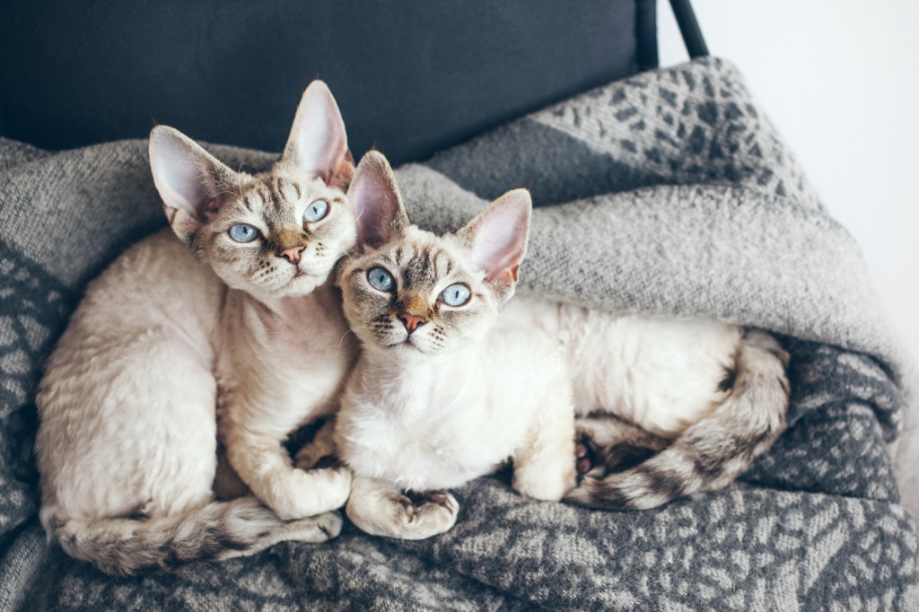 Two Devon Rex kittens with bright blue eyes staring up at the camera.