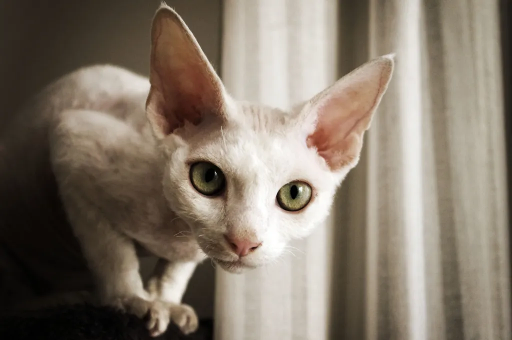 Close-up picture of a green-eyed Devon Rex staring into the camera mischievously.
