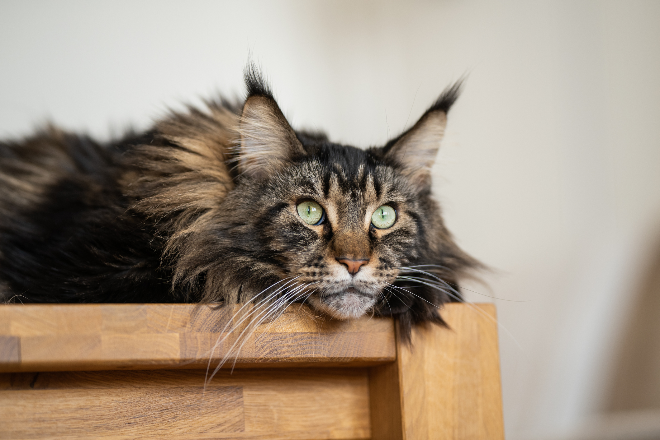 Maine Coon Cat Breed Information & Characteristics