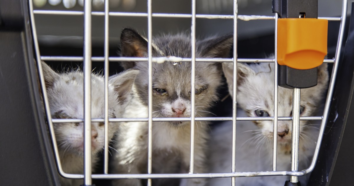 38 Cats and Kittens Rescued From Inhumane Stipulations