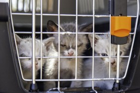 Sickly kittens rescued from a cat hoarder in a cat cage looking through the metal door.