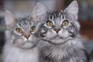 Two Maine Coon cats