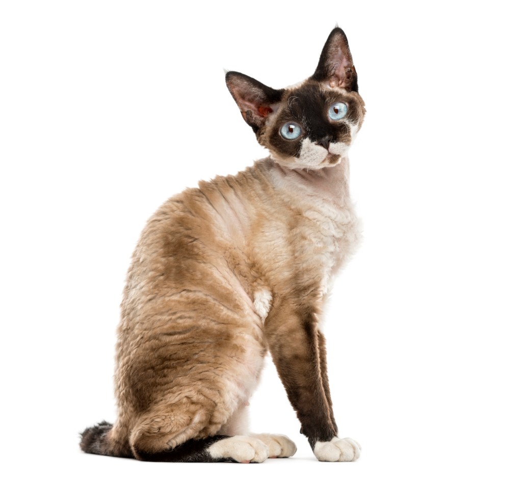 Devon Rex Cat Breed Information & Characteristics