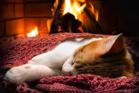 cat in front of a burning fire