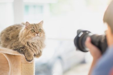 pet photographer taking pictures of cat during professional photo shoot