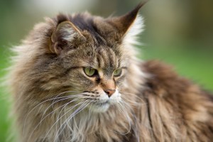 Maine Coon Cat Breed Information & Characteristics