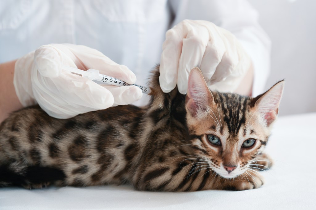 kitten receiving vaccination