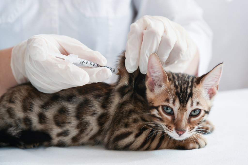 chaton vacciné