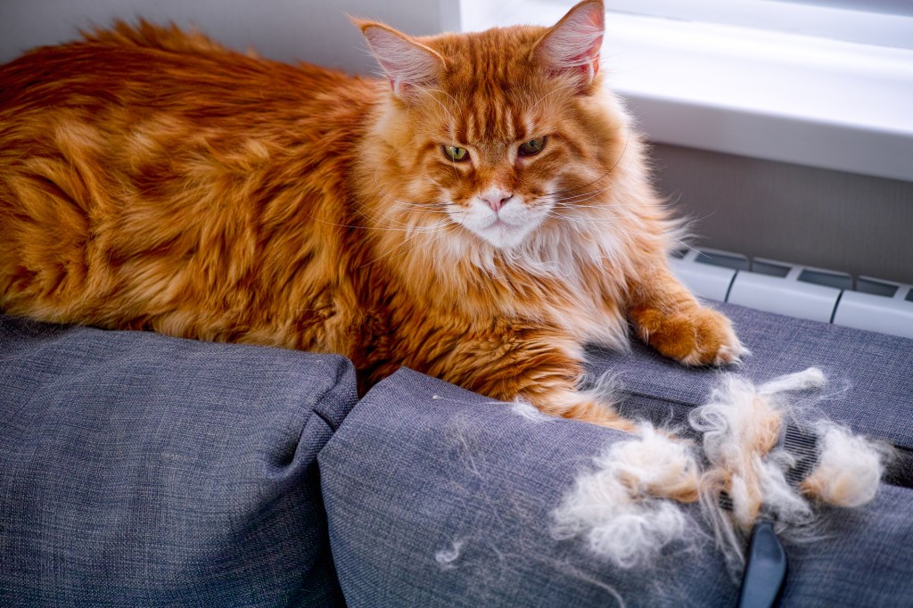 long-haired feline  leaving fur connected  couch