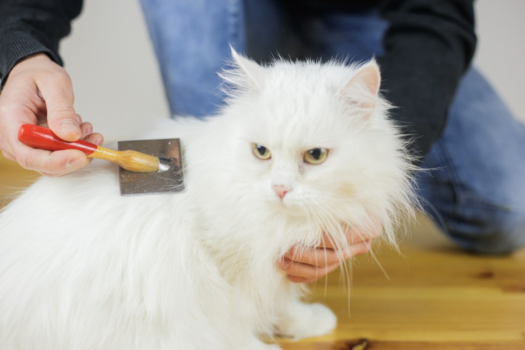 man grooming long-haired cat with brush