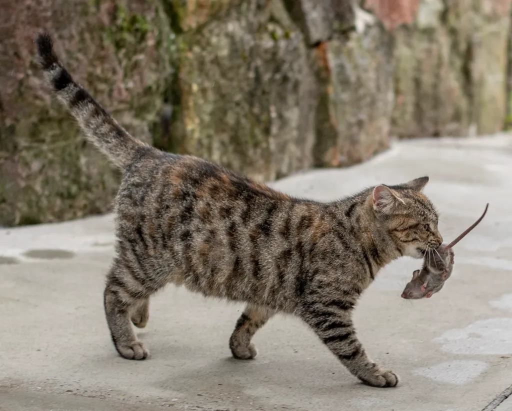 cat walking with mouse in mouth