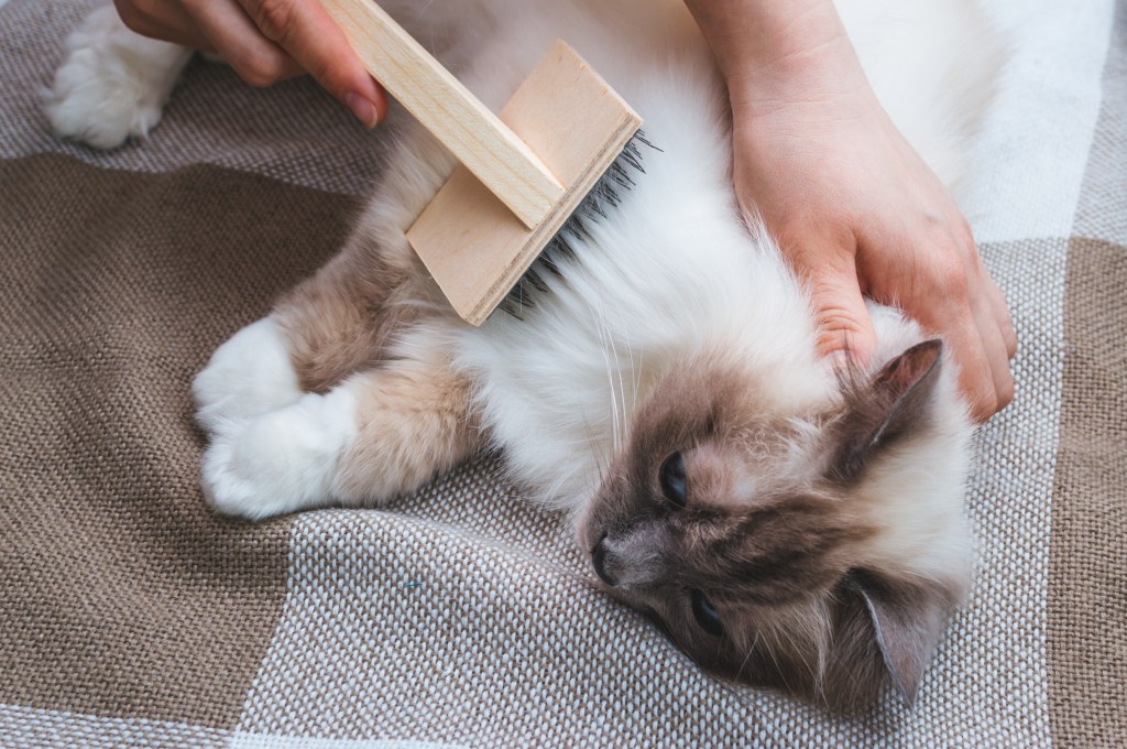 cat being groomed with brush