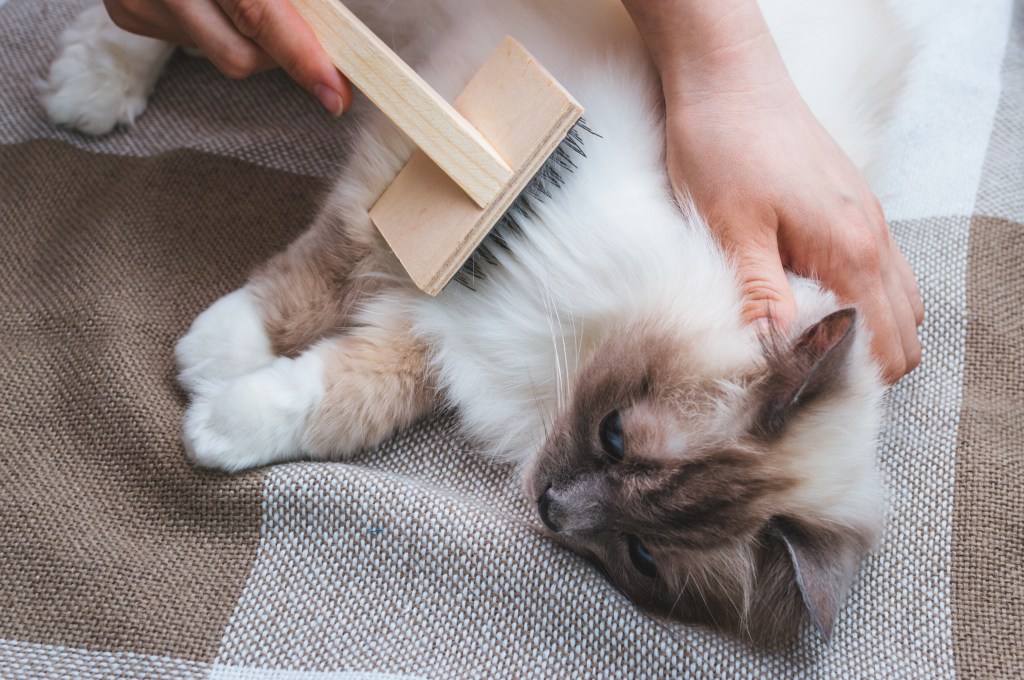 chat toiletté avec une brosse