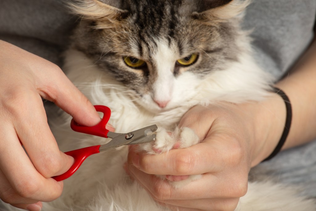 femme coupant les ongles d'un chat