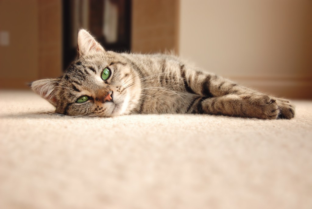 chat allongé sur un tapis