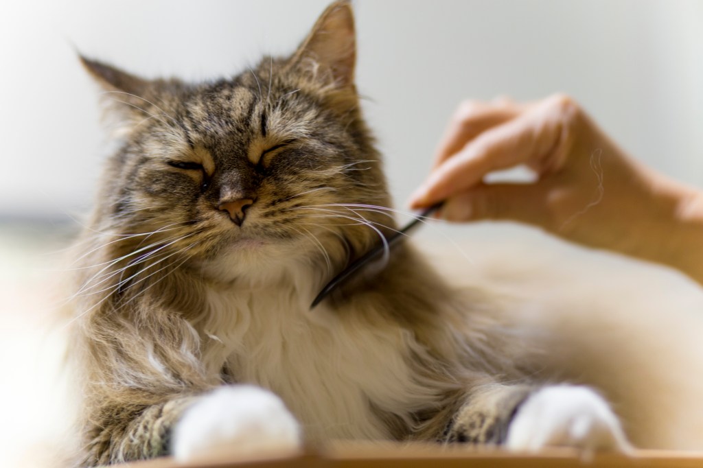 cat getting groomed with comb
