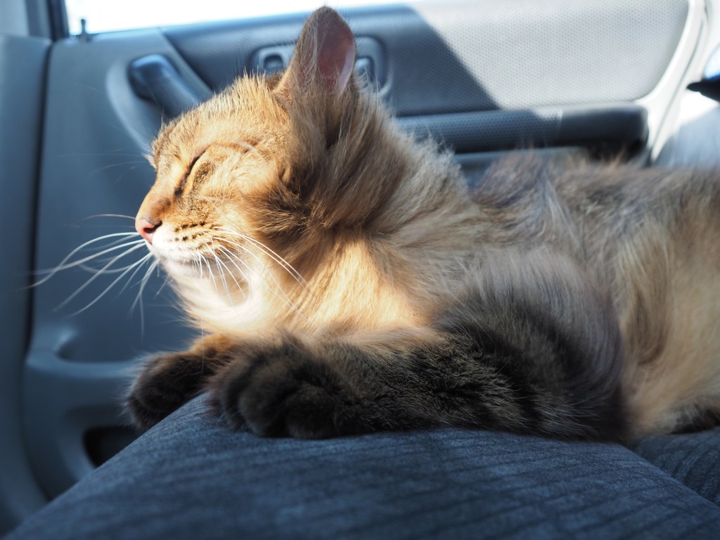 long-haired cat in car