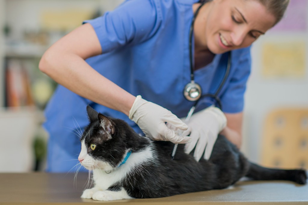 female veterinarian giving cat a vaccination