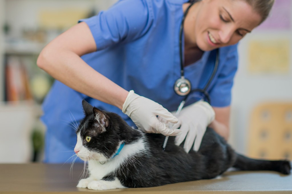 femme vétérinaire donnant un vaccin à son chat