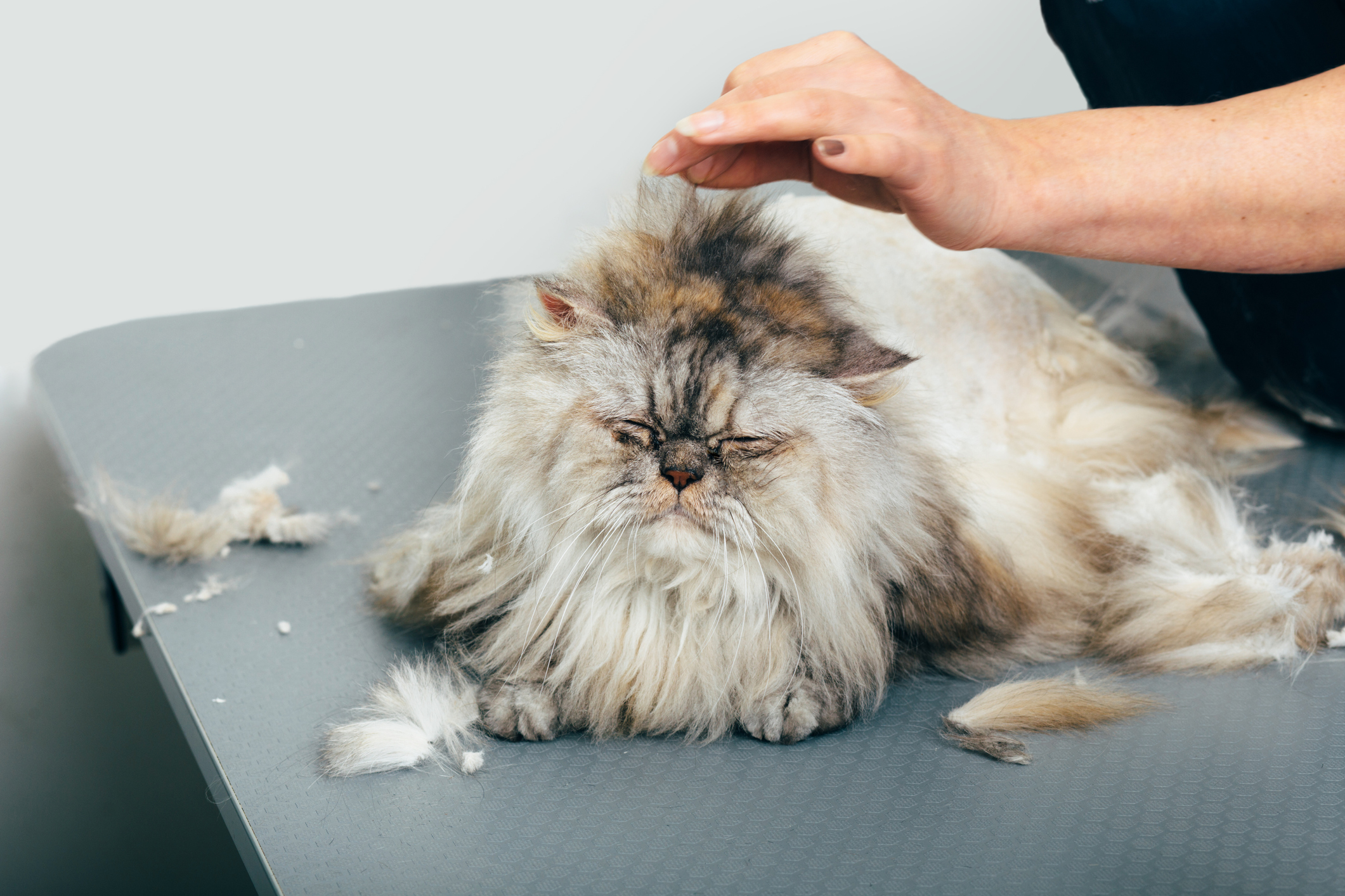 How to Groom a Long-Haired Cat