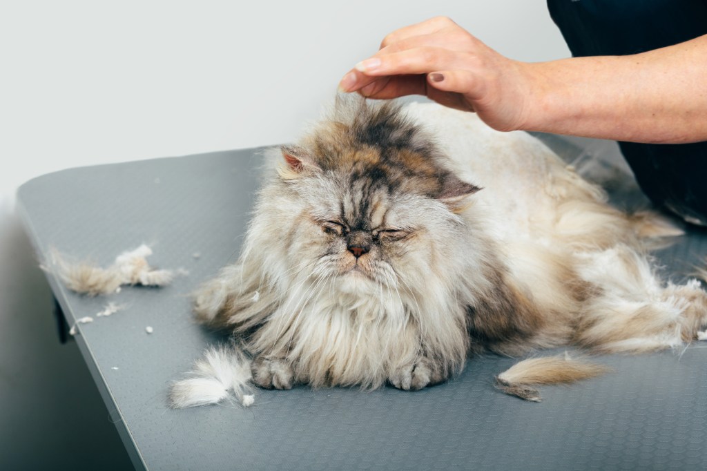 woman grooming long-haired cat