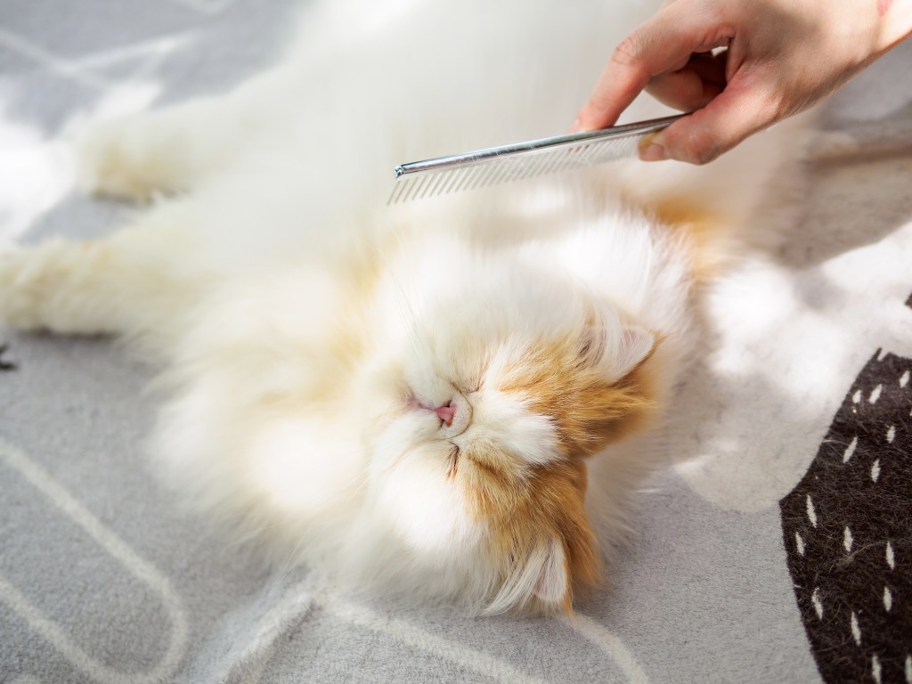 person grooming long-haired cat with comb