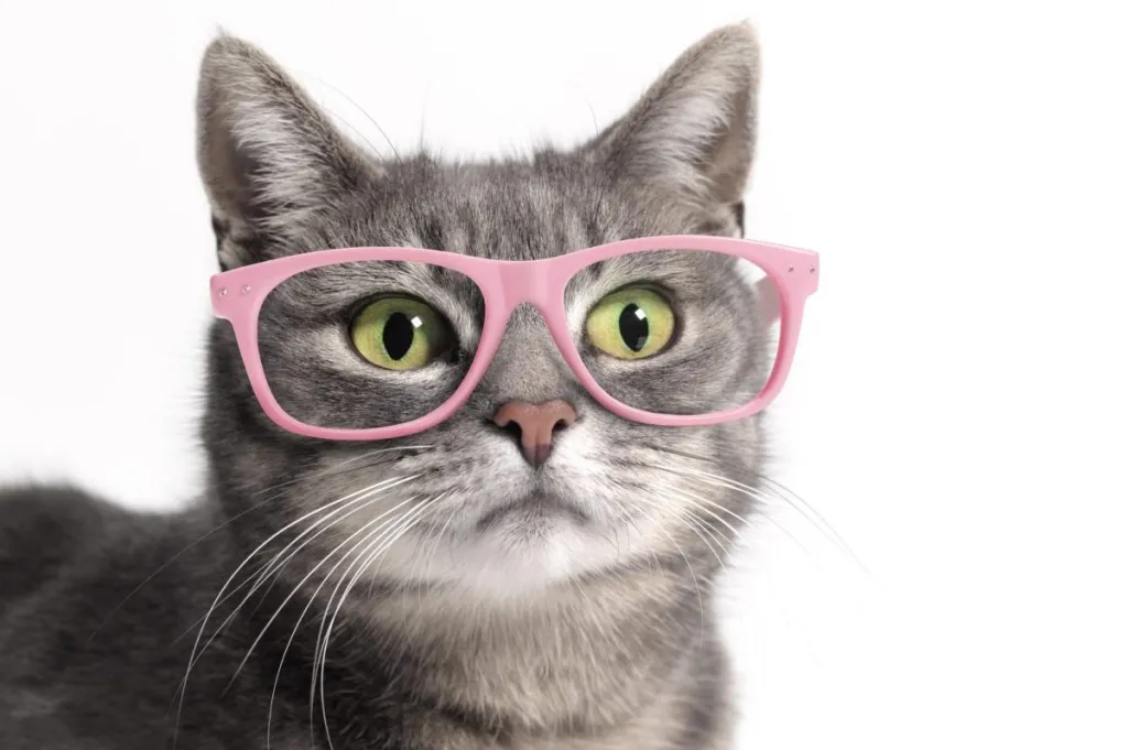 Truffles the Cat Helps Kids Get Comfortable With Glasses