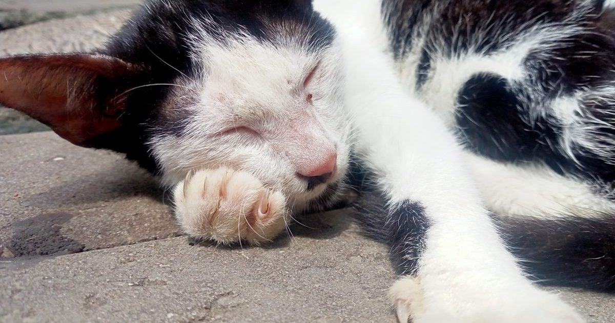 31 Lifeless Cats Present in Georgia Girl’s Townhome