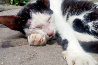 cat sleeping on ground in sun
