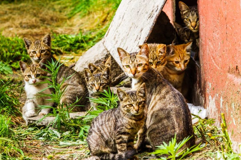 feral cats gathered outdoors