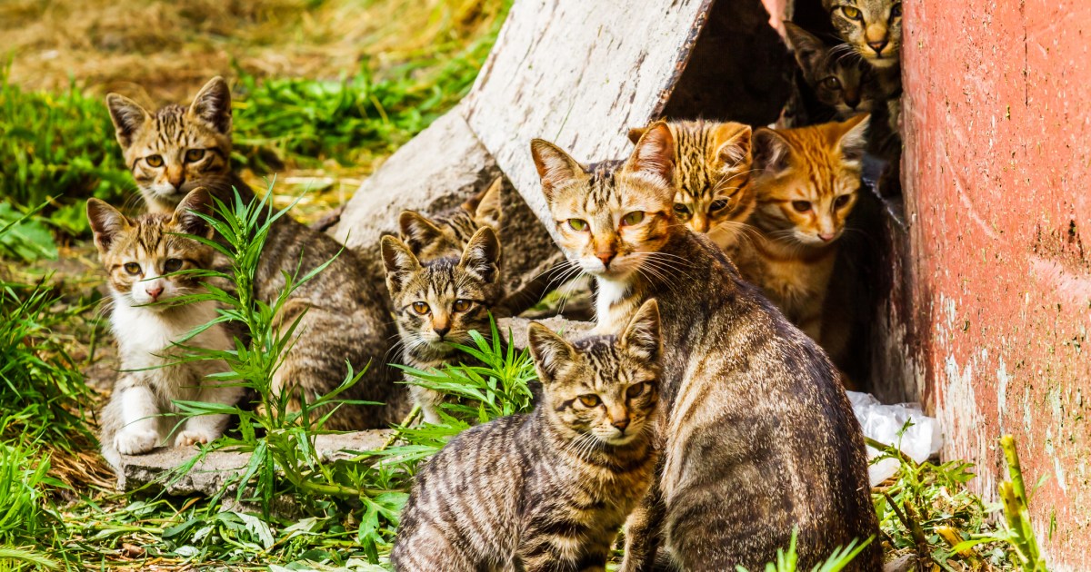 Australia Considers New Laws in 'War' Against Feral Cats