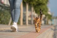 cat walking on leash with cat mom