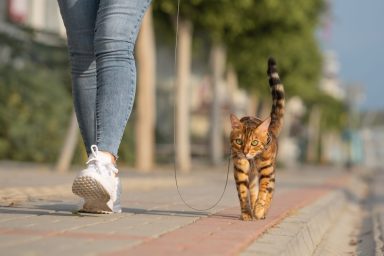 cat walking on leash with cat mom