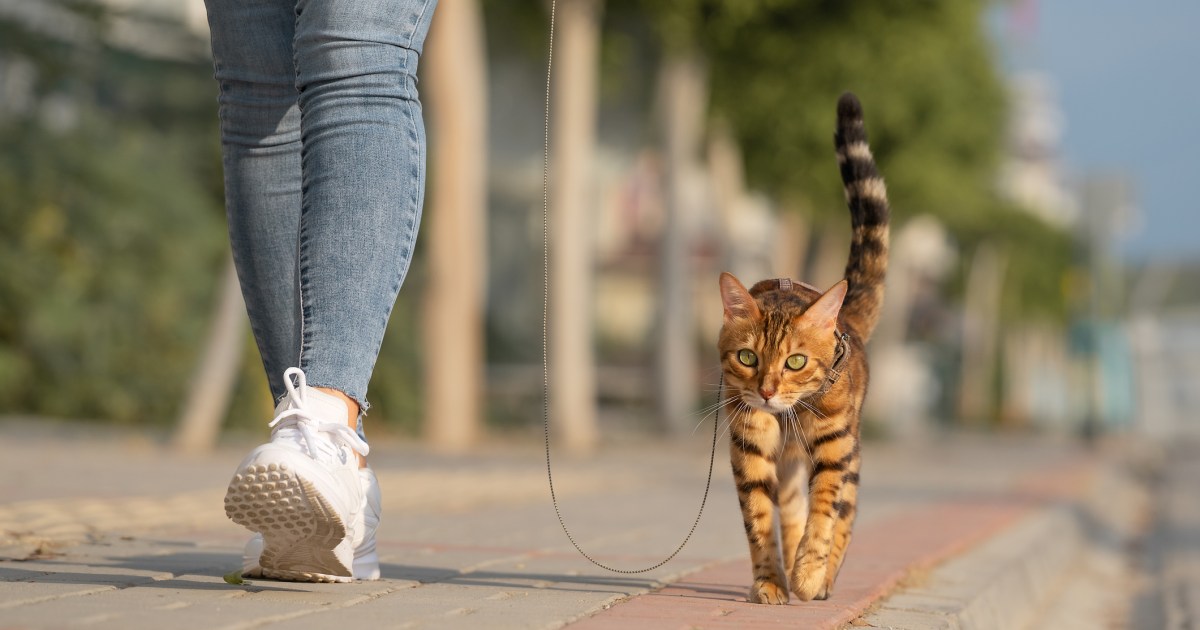 Heroic Cat Is helping Puppy Dad or mum To find Lacking Pussycat Good friend