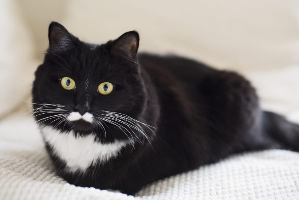 tuxedo feline  lying connected  couch