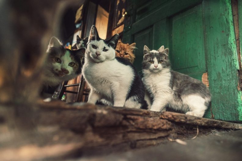 group of cats in hoarding situation sitting on doorstep