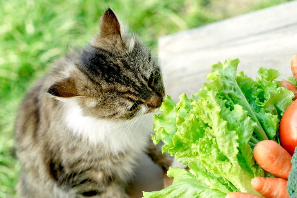 vegan feline  sniffing vegetables