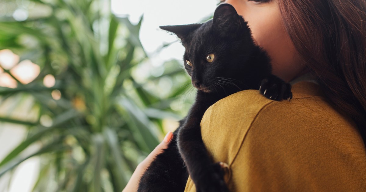 Nameless Donor Can pay Adoption Charges for Black Cats in Arizona