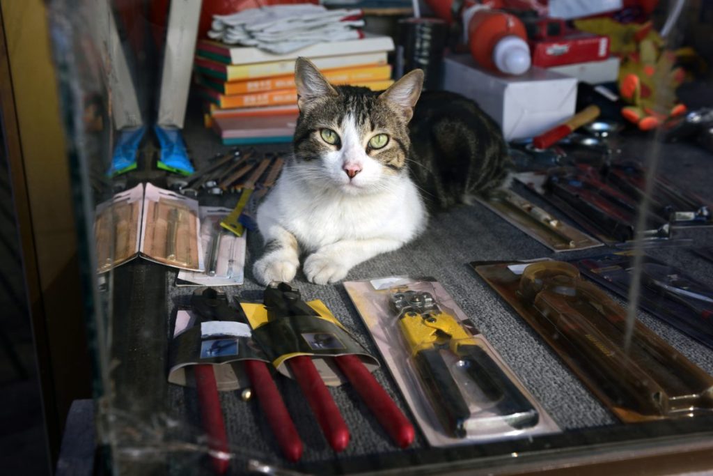 Home Depot cat resting next to tools