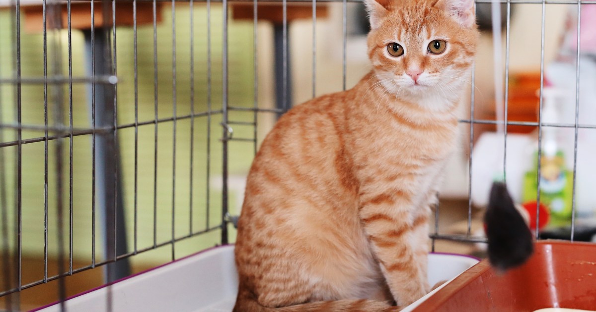 South Carolina The city Unveils Refuge for Homeless Cats