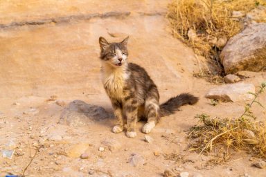 Cat abandoned in desert in Abu Dhabi, one of many such cats.
