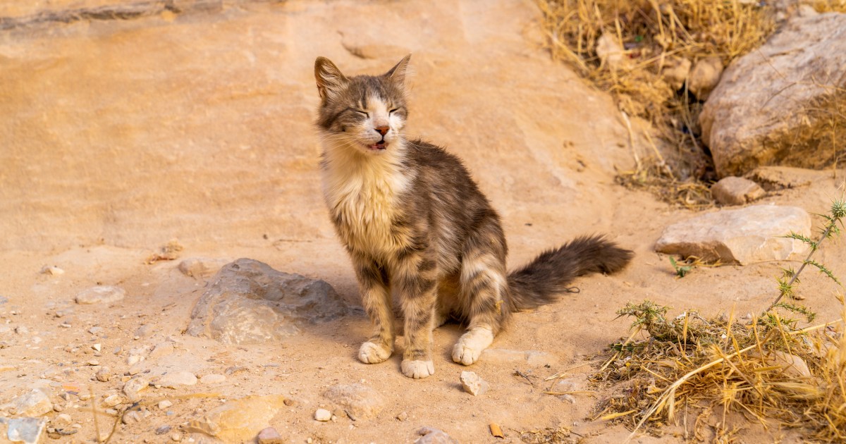 Abu Dhabi Initiates Inquiry Following Discovery of 150 Deserted Cats in Wilderness