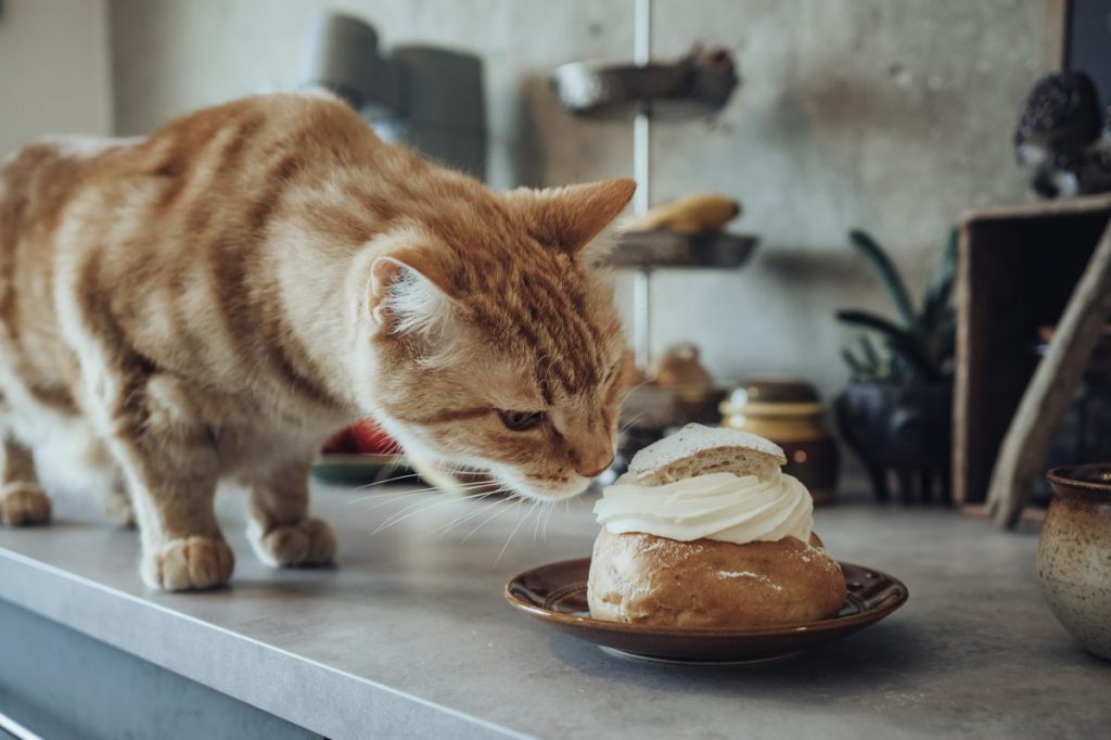 Cat smelling whipped pick  from a bun with their intricate consciousness   of smell.