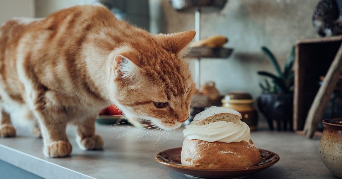 Cats and Their Robust Sense of Scent