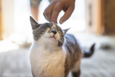 Happy cat purring. Scientists now know why and how.