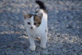 Stray feline  connected  the streets, similar  the 1  rescued by Chicago marathon runner.